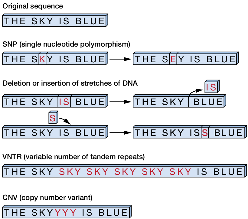 Cartoon diagram of different types of genetic variants using the sentence 'The Sky is Blue' 