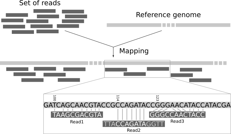Theoretical diagram of several short reads mapping to a reference genome
