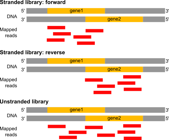 possible types of strandness